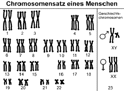 Mensch 46 Chromosomen; Ziege 60, Wurm 2, Katze 38, Ratte 42, Karpfen 104, Hund 78, Schaf 54, Mücke 6, Maus 40, Huhn 78, Ameise 48, Krebs 254
